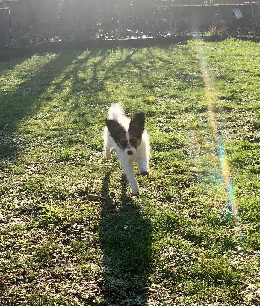 Du Royaume De Ti Ni Ro - Chiot disponible  - Epagneul nain Continental (Papillon)