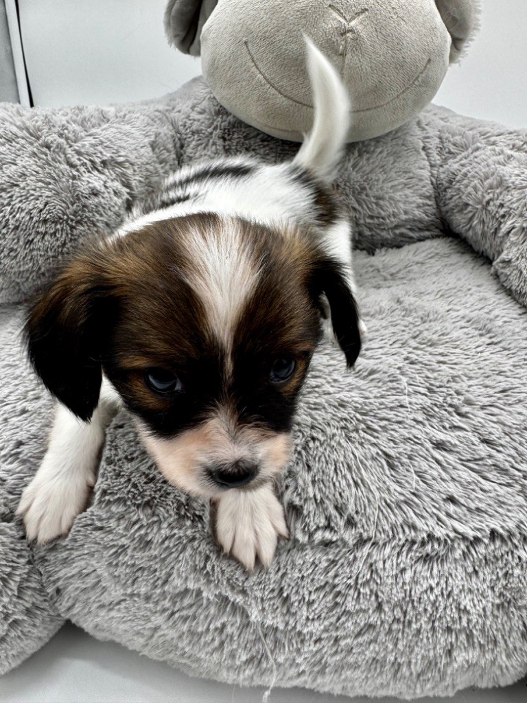 Du Royaume De Ti Ni Ro - Chiot disponible  - Epagneul nain Continental (Papillon)