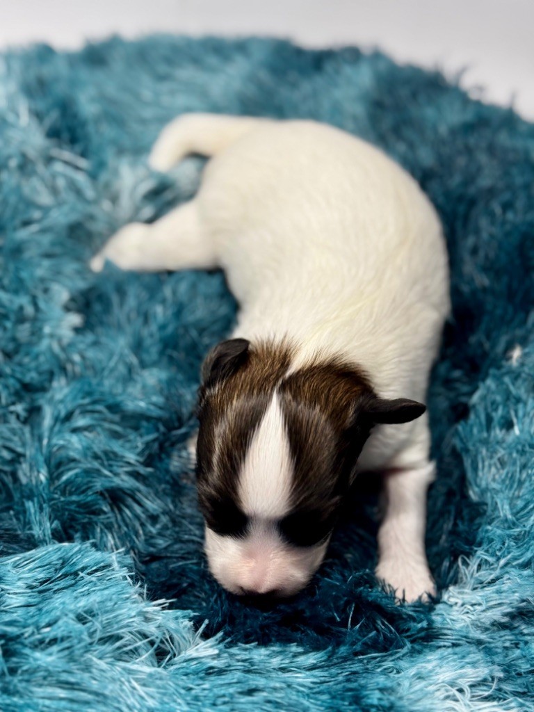 Du Royaume De Ti Ni Ro - Chiot disponible  - Epagneul nain Continental (Papillon)