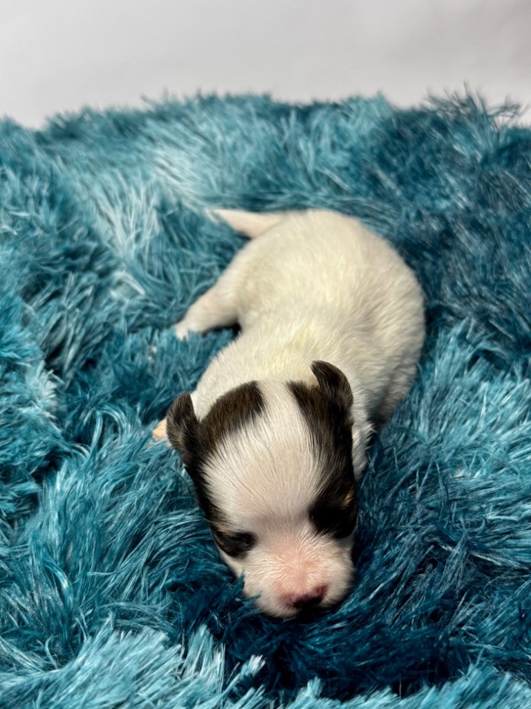 Du Royaume De Ti Ni Ro - Chiot disponible  - Epagneul nain Continental (Papillon)