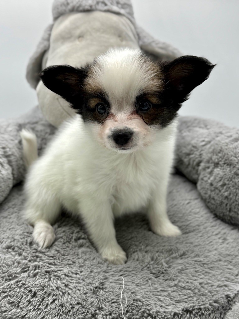 Du Royaume De Ti Ni Ro - Chiot disponible  - Epagneul nain Continental (Papillon)