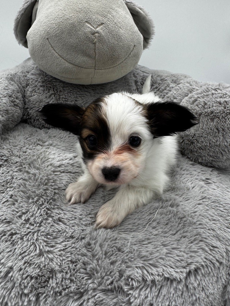 Du Royaume De Ti Ni Ro - Chiot disponible  - Epagneul nain Continental (Papillon)