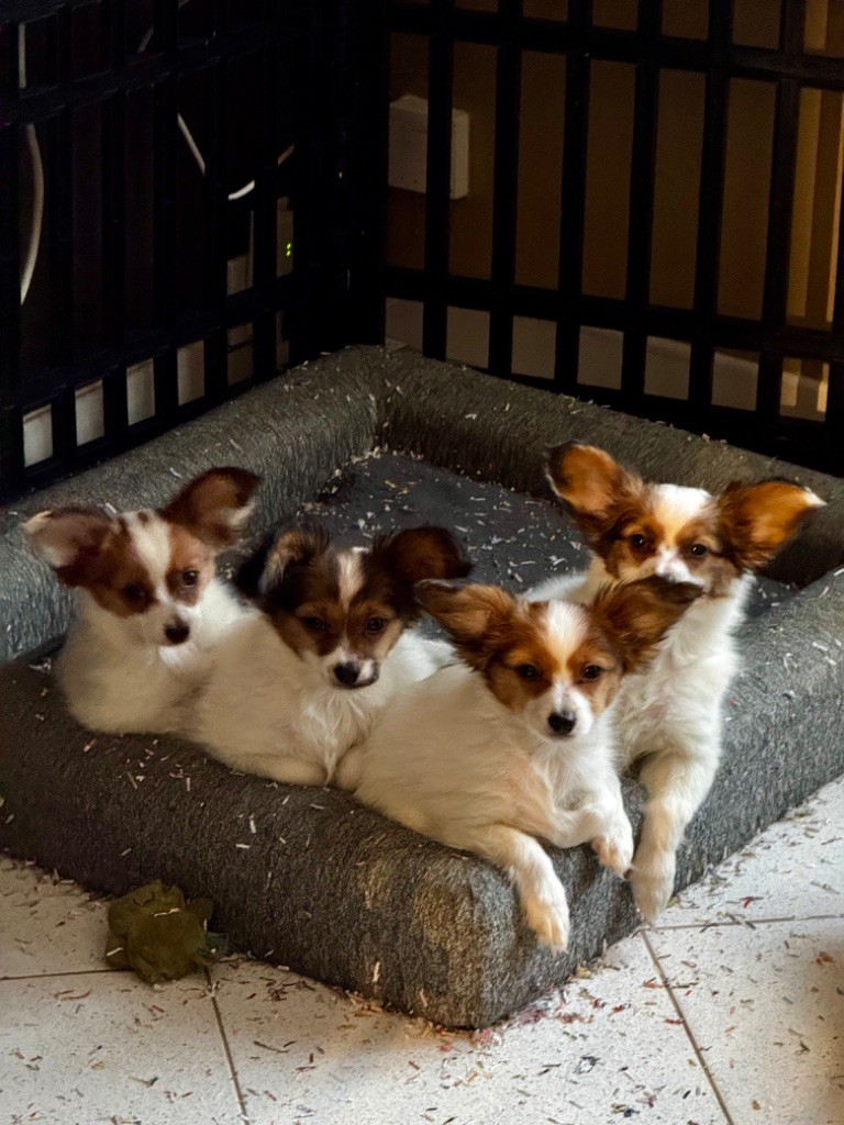 Du Royaume De Ti Ni Ro - Chiot disponible  - Epagneul nain Continental (Papillon)