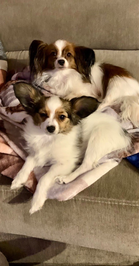 Du Royaume De Ti Ni Ro - Chiot disponible  - Epagneul nain Continental (Papillon)