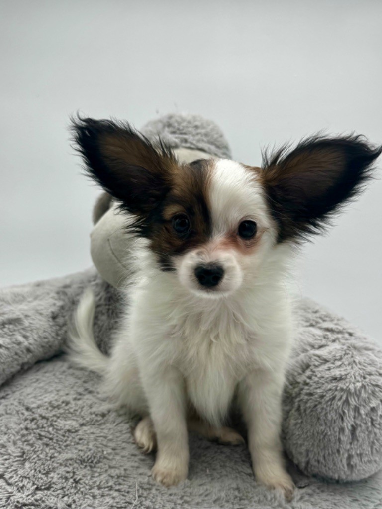 Du Royaume De Ti Ni Ro - Chiot disponible  - Epagneul nain Continental (Papillon)