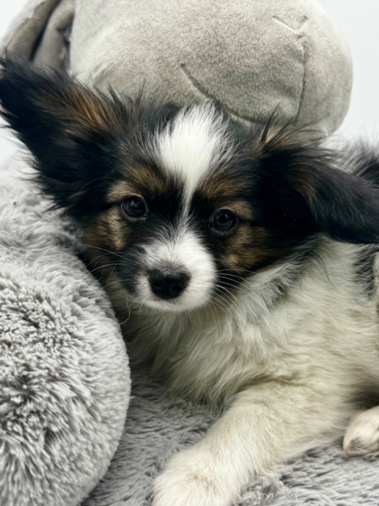 Du Royaume De Ti Ni Ro - Chiot disponible  - Epagneul nain Continental (Papillon)