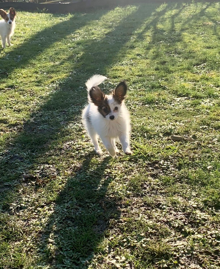 Du Royaume De Ti Ni Ro - Chiot disponible  - Epagneul nain Continental (Papillon)