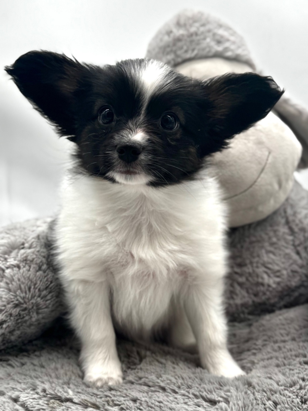 Du Royaume De Ti Ni Ro - Chiots disponibles - Epagneul nain Continental (Papillon)