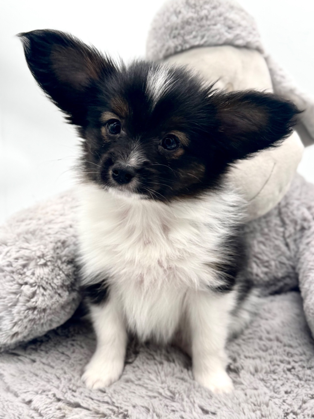 Du Royaume De Ti Ni Ro - Chiots disponibles - Epagneul nain Continental (Papillon)