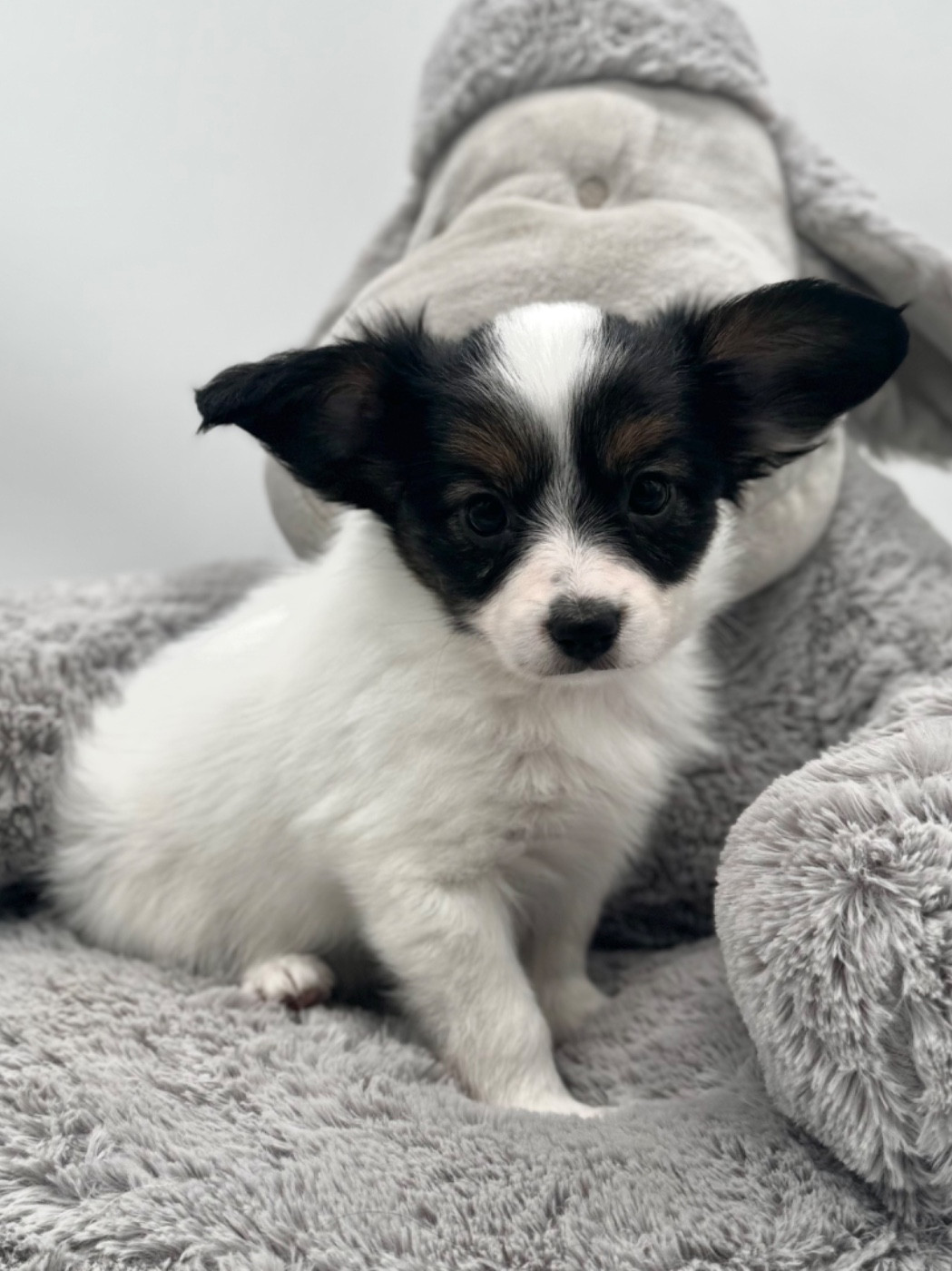 Du Royaume De Ti Ni Ro - Chiots disponibles - Epagneul nain Continental (Papillon)