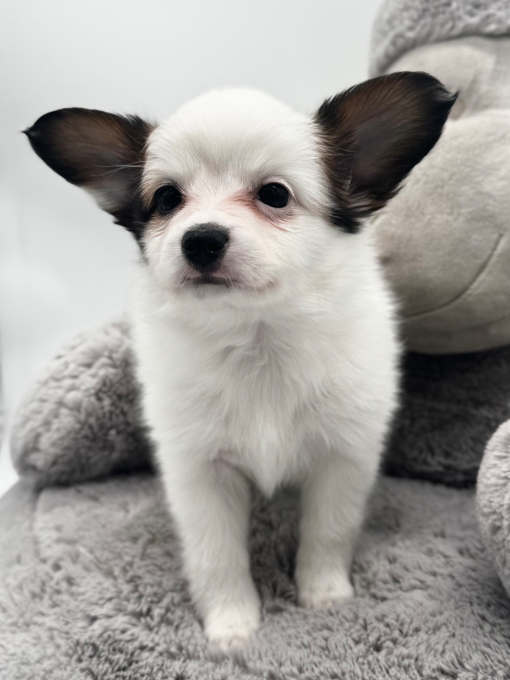 Du Royaume De Ti Ni Ro - Chiots disponibles - Epagneul nain Continental (Papillon)