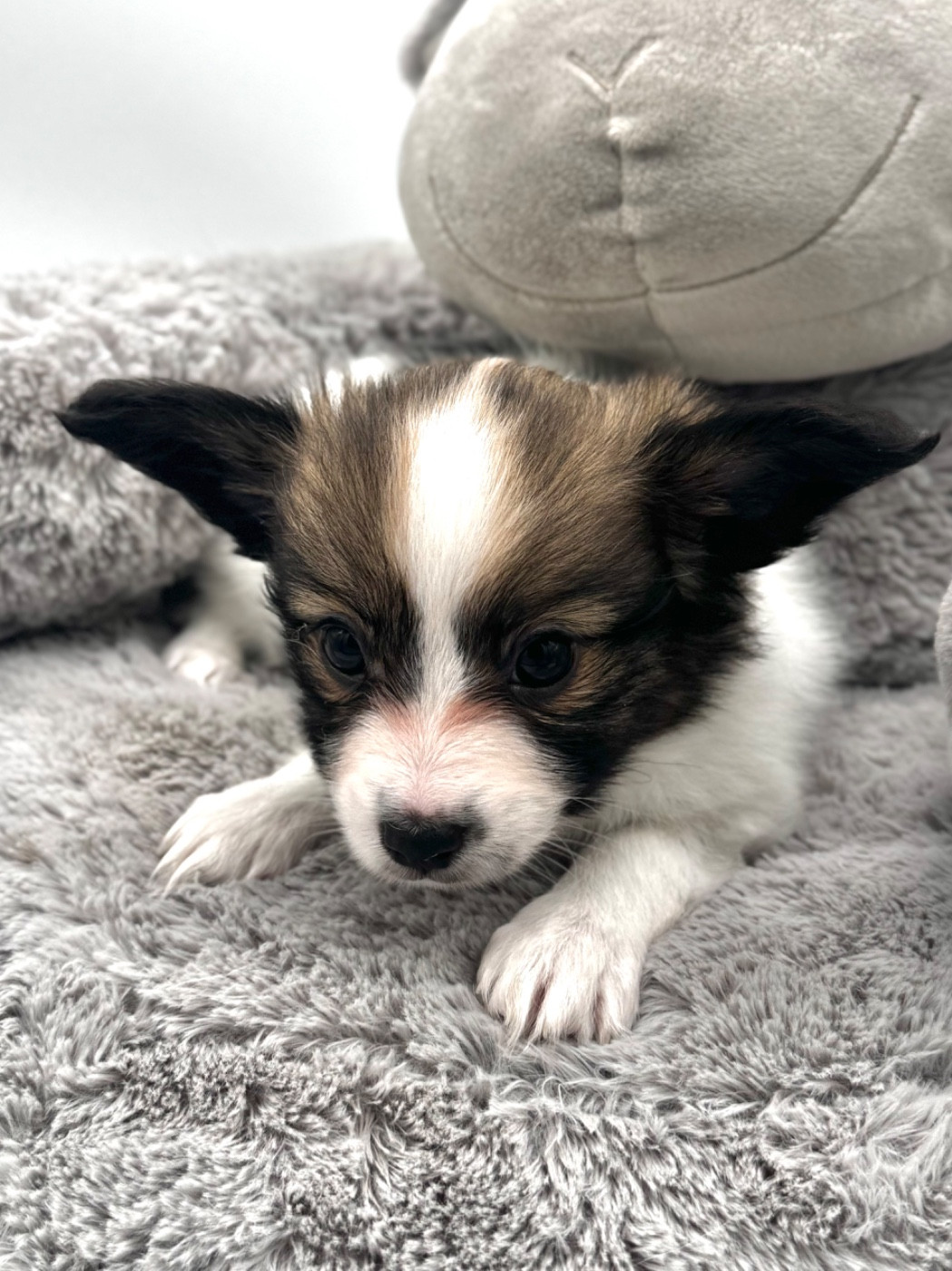 Du Royaume De Ti Ni Ro - Chiots disponibles - Epagneul nain Continental (Papillon)
