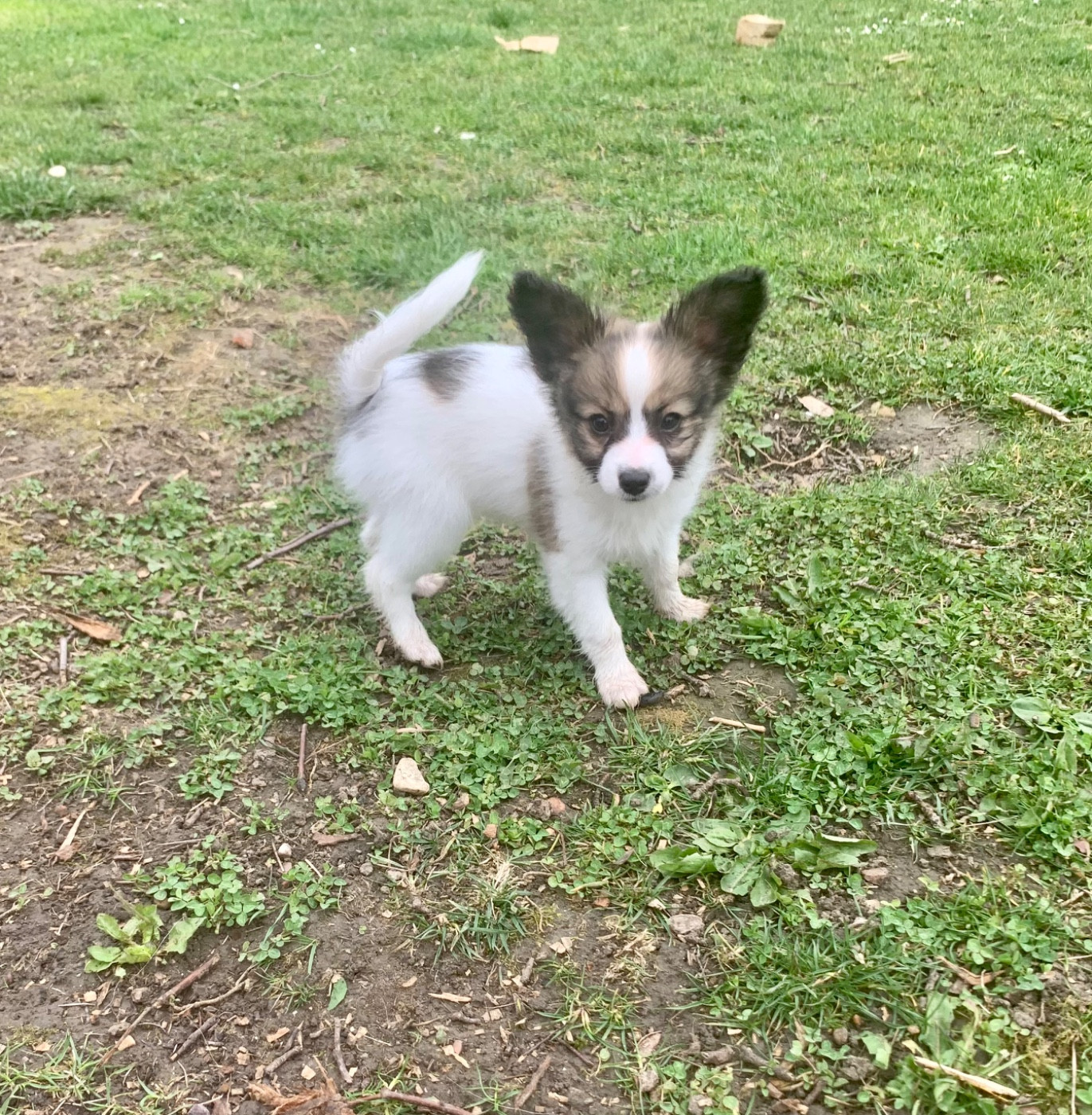 Du Royaume De Ti Ni Ro - Chiots disponibles - Epagneul nain Continental (Papillon)
