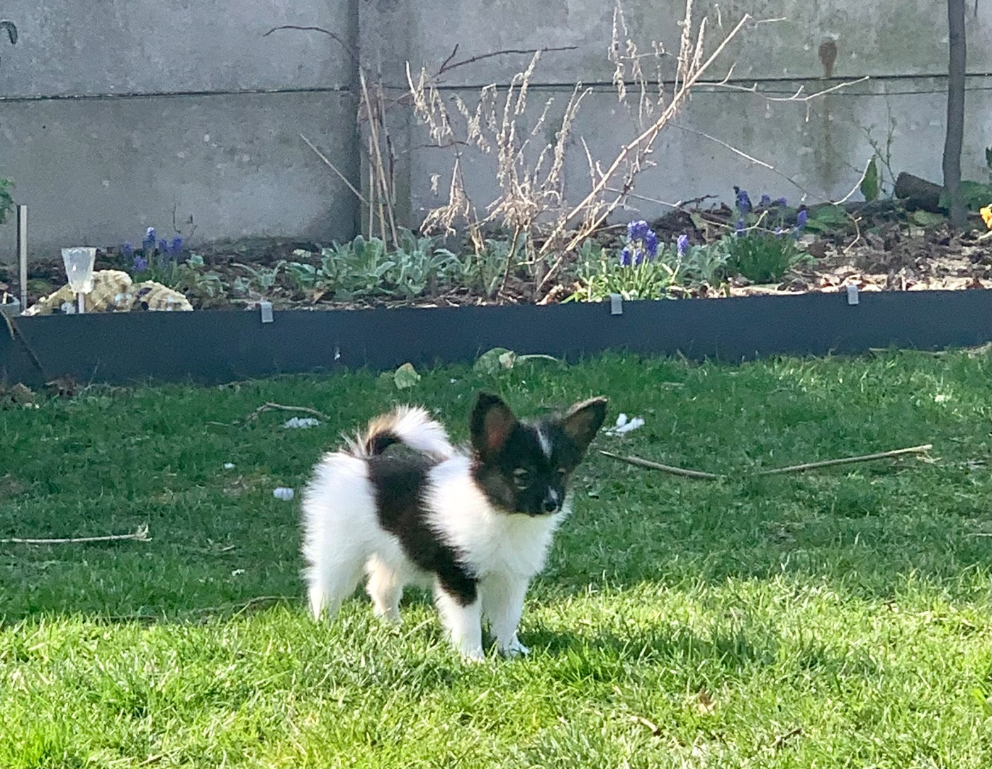 Du Royaume De Ti Ni Ro - Chiots disponibles - Epagneul nain Continental (Papillon)