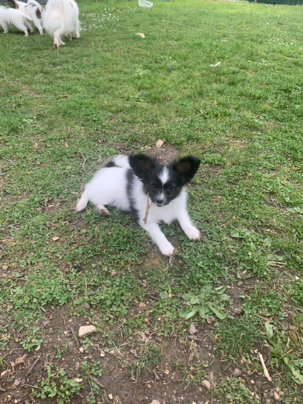 Du Royaume De Ti Ni Ro - Chiots disponibles - Epagneul nain Continental (Papillon)