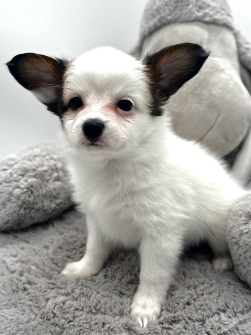 Du Royaume De Ti Ni Ro - Chiots disponibles - Epagneul nain Continental (Papillon)