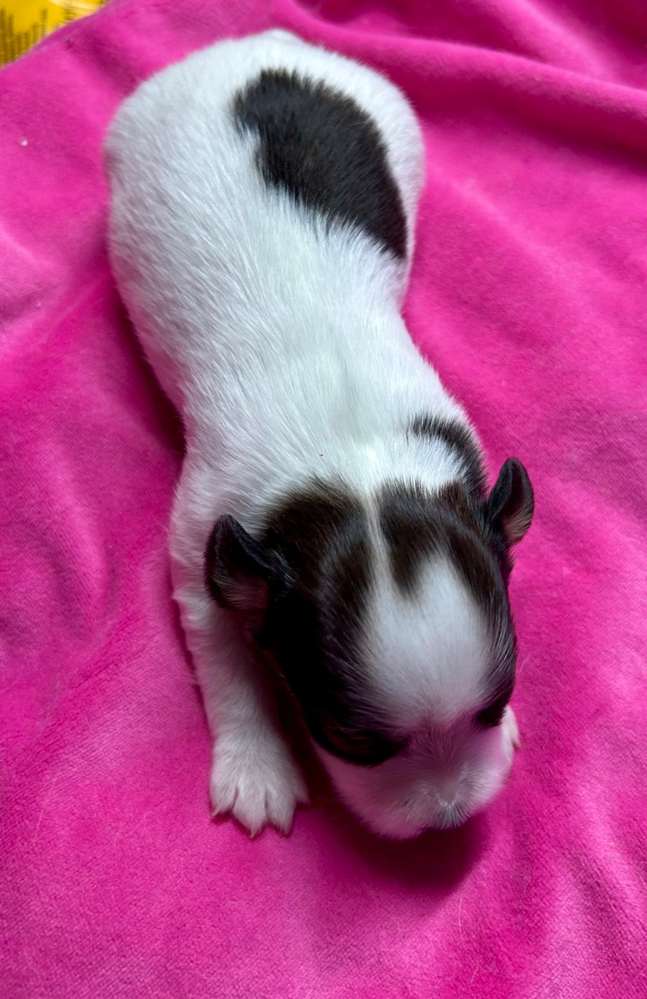 Du Royaume De Ti Ni Ro - Chiots disponibles - Epagneul nain Continental (Papillon)