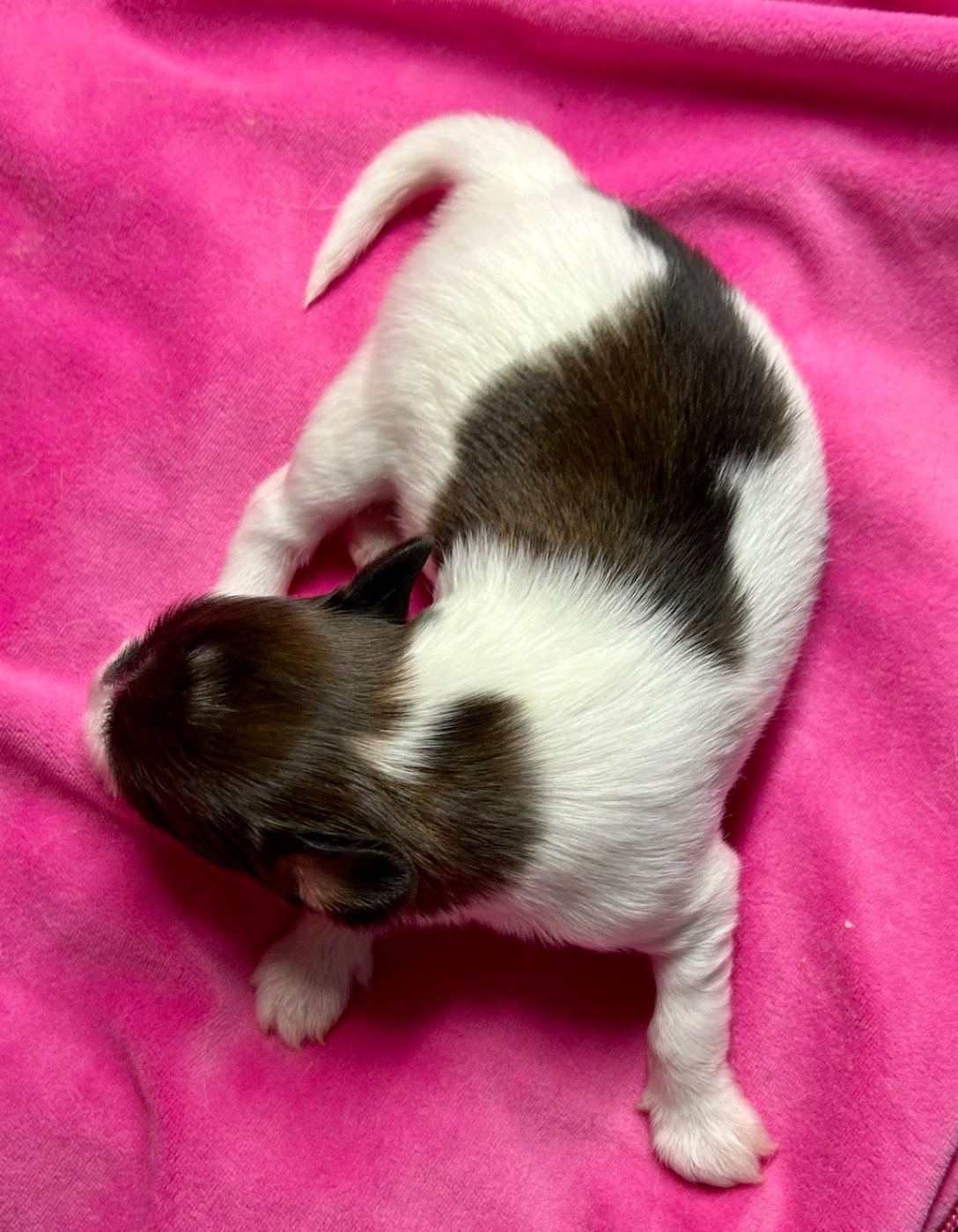 Du Royaume De Ti Ni Ro - Chiots disponibles - Epagneul nain Continental (Papillon)