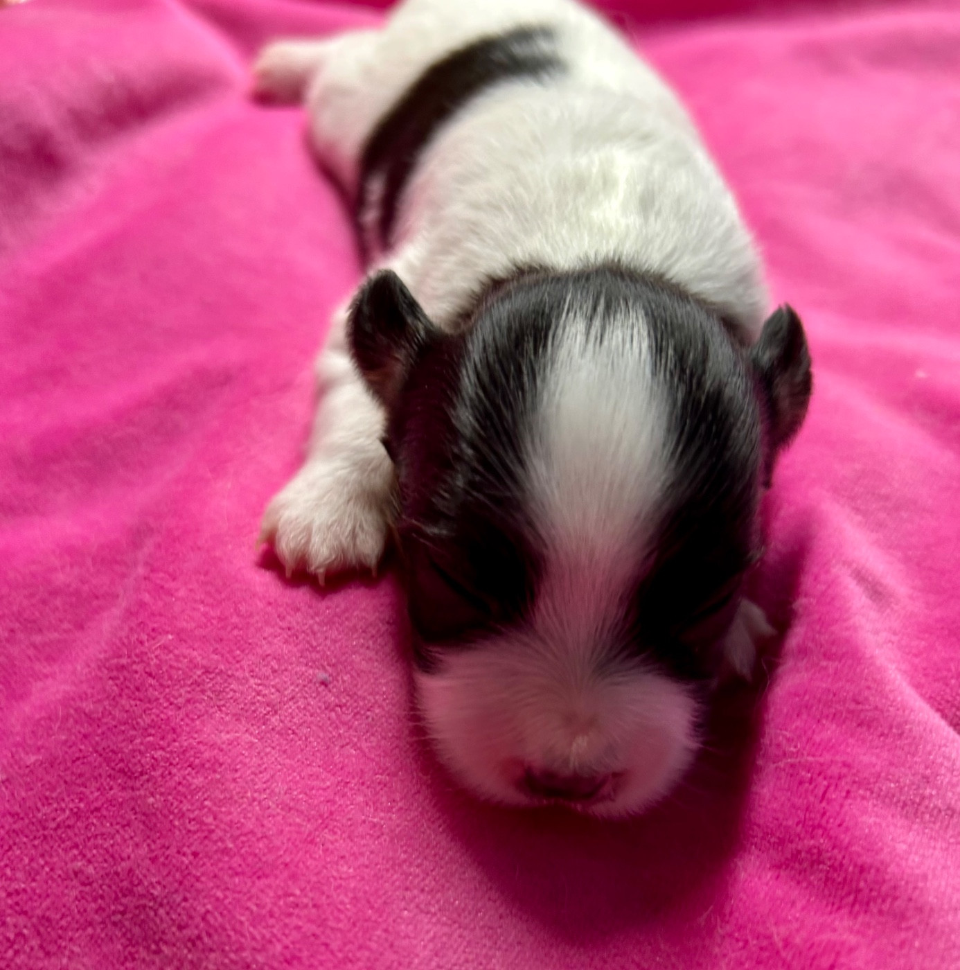 Du Royaume De Ti Ni Ro - Chiots disponibles - Epagneul nain Continental (Papillon)