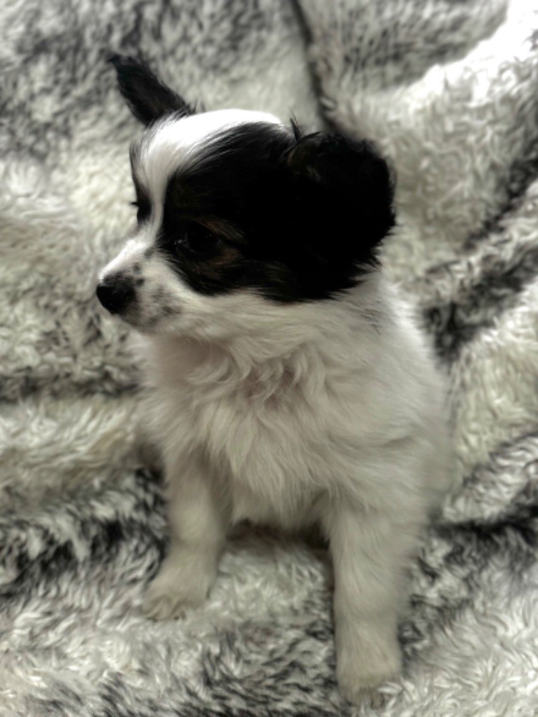 Du Royaume De Ti Ni Ro - Epagneul nain Continental (Papillon) - Portée née le 20/07/2025