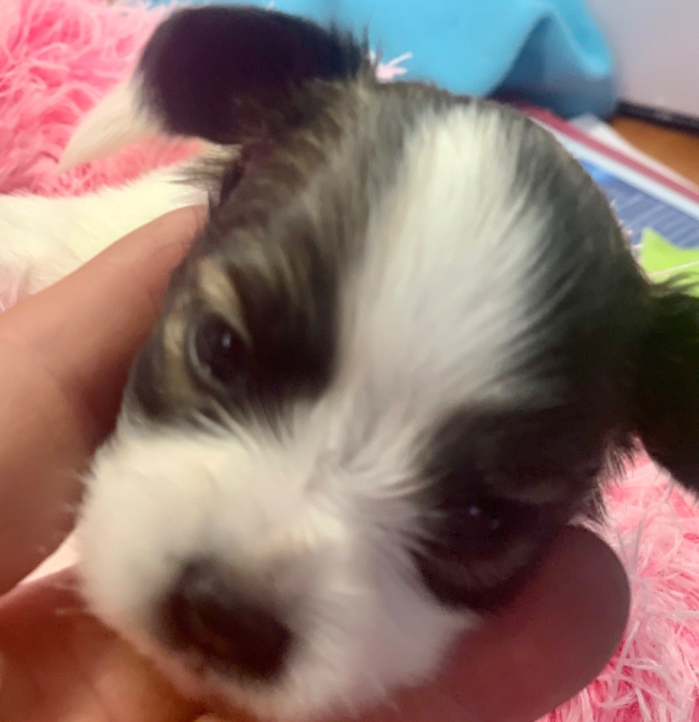 Du Royaume De Ti Ni Ro - Chiots disponibles - Epagneul nain Continental (Papillon)