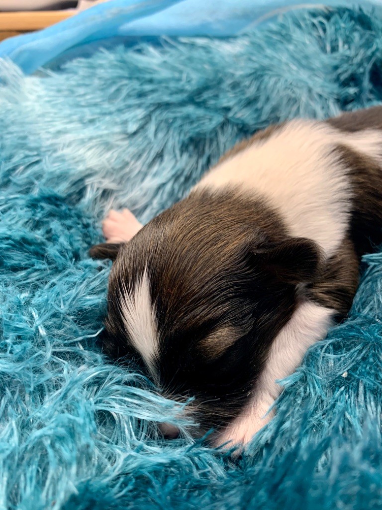 Du Royaume De Ti Ni Ro - Epagneul nain Continental (Papillon) - Portée née le 05/06/2025