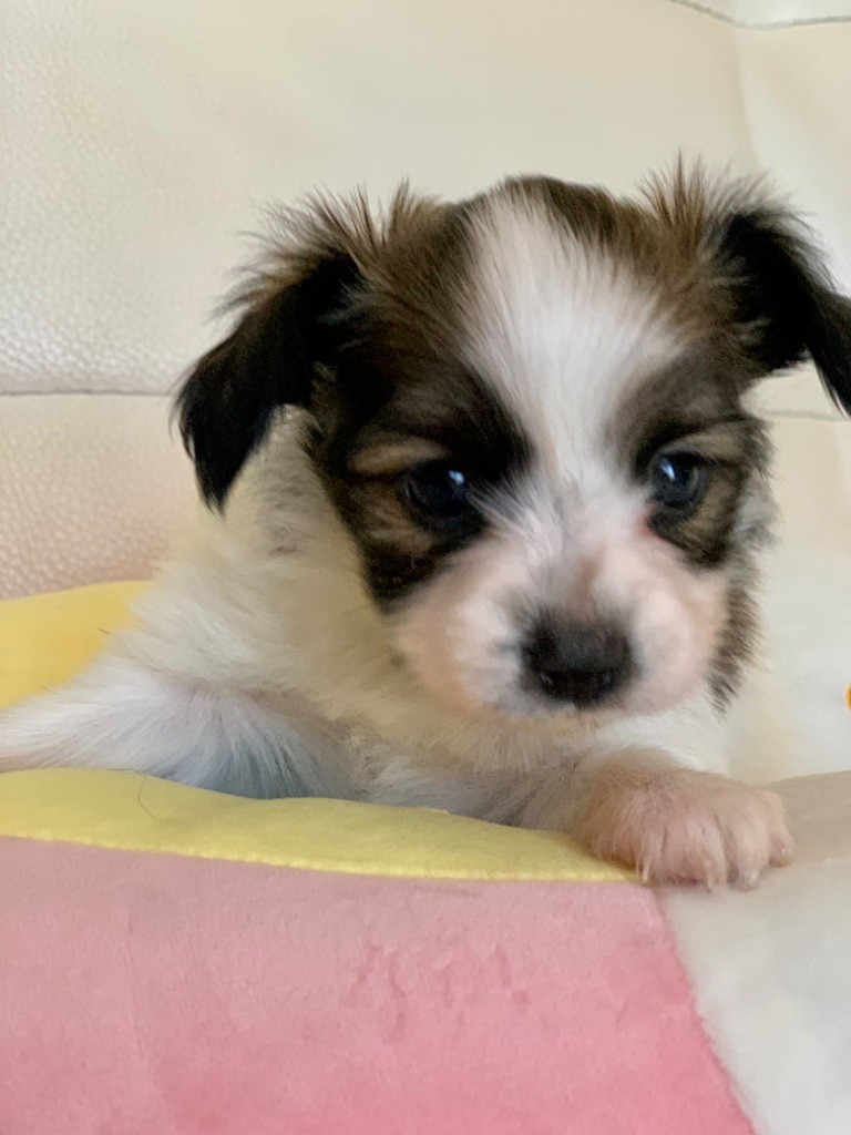 Du Royaume De Ti Ni Ro - Chiots disponibles - Epagneul nain Continental (Papillon)
