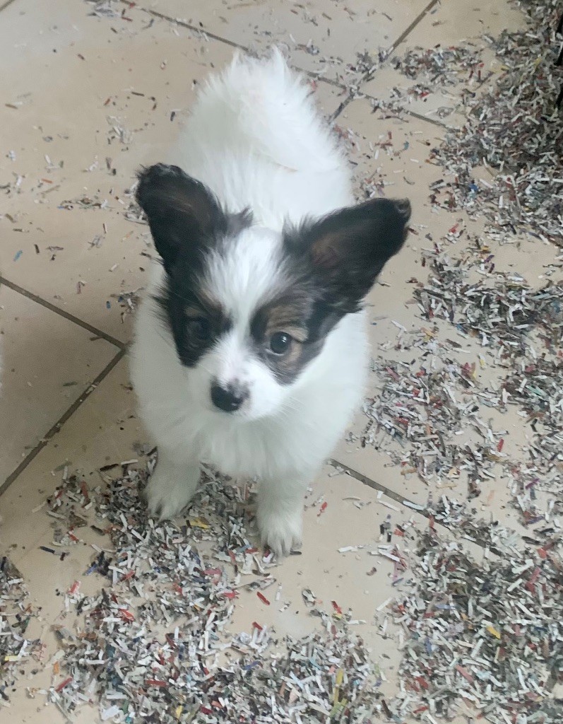 Du Royaume De Ti Ni Ro - Chiots disponibles - Epagneul nain Continental (Papillon)