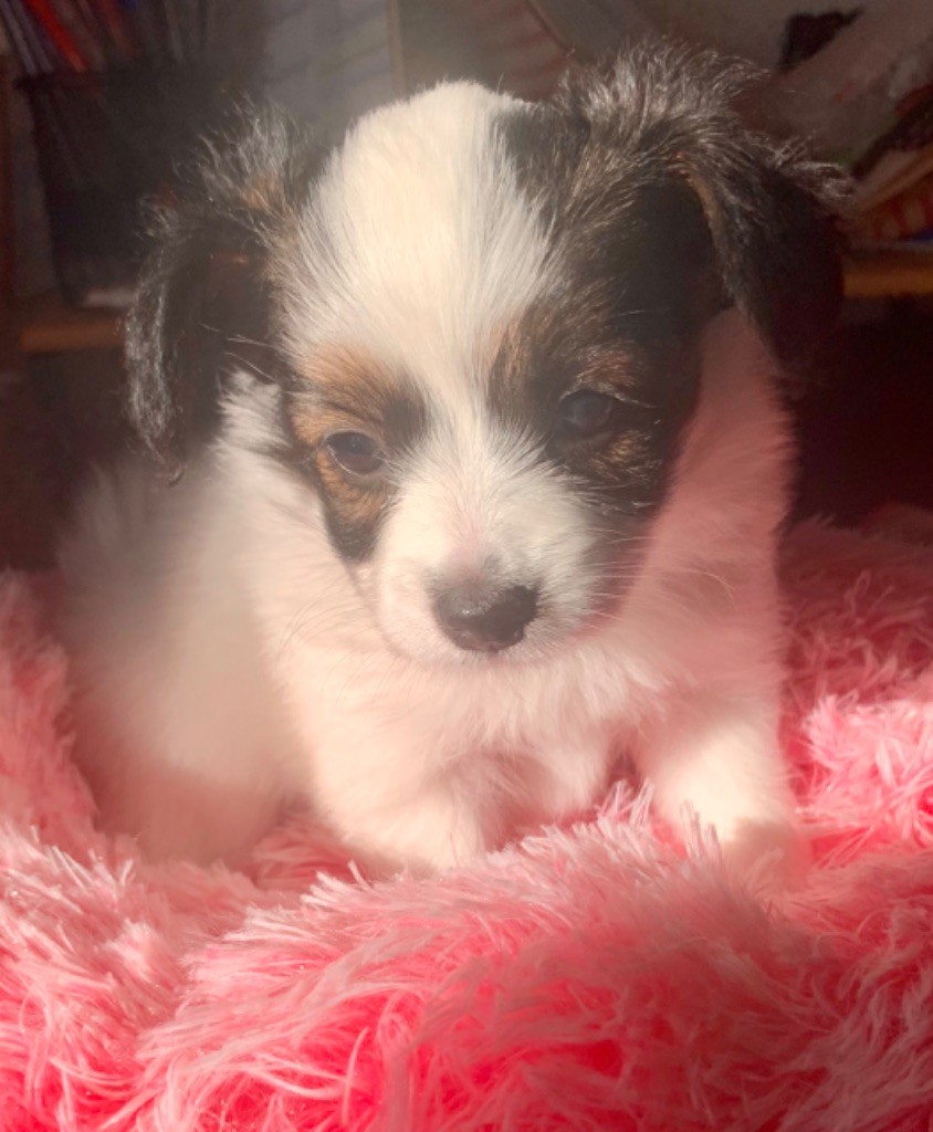 Du Royaume De Ti Ni Ro - Chiots disponibles - Epagneul nain Continental (Papillon)